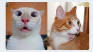 😹Коты 2022 смешные котики. 😹Приколы с котами до слез. Я СМЕЯЛСЯ ПОЛЧАСА 😹