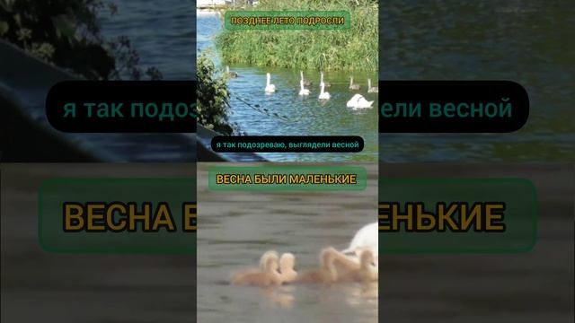 ЛЕБЕДИ ВЫРОСЛИ И НА МАМЕ БОЛЬШЕ НЕ ЕЗДЯТ