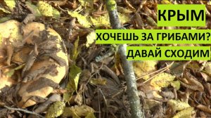 Расскажу в крымском лесу какие грибы собираю и где