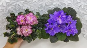 Фиалки ЛЕ-Пряная Корица и МТ-XXL Эльф