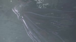 The Sinking City 2019 | Gameplay Linux