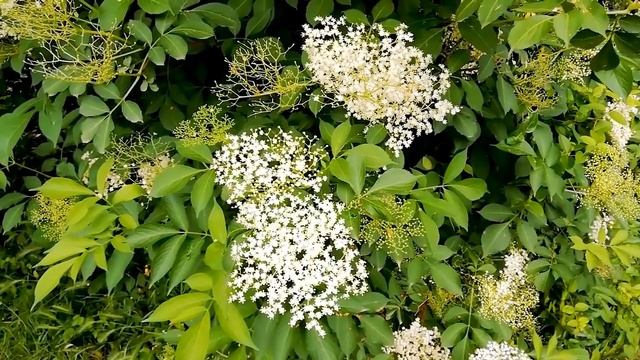 Bocejar e seu significado Espiritual смотреть онлайн