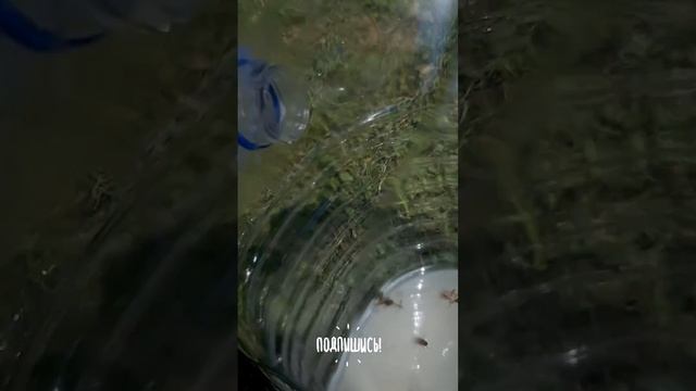 Работают ловушки для камаров? Обзор самодельных ловушек на даче. Отдых испорчен? смотреть онлайн