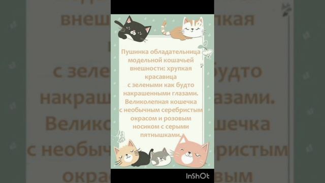 Великолепная кошечка Пушинка ищет дом. 💗