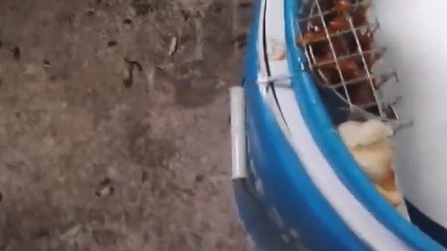 RAT TRAP/MOUSE TRAP