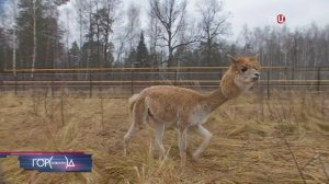 Альпака впервые поселилась на "Лосином острове" / Город новостей на ТВЦ