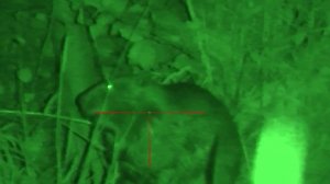 Охота на бобра с pcp. beaver hunting with PCP pneumatics.