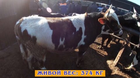 Молбозор. Моли зотии ГЕРЕФОРД, СЕМЕНТАЛ. Молҳои фурӯши аз хурд то калон | #МолбозориХучанд