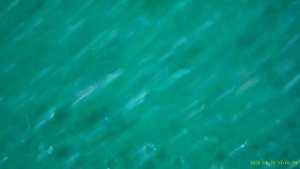 Dish sponge (smooth side) under microscope - Inskam 315