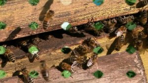 Почему пчелы боятся дыма