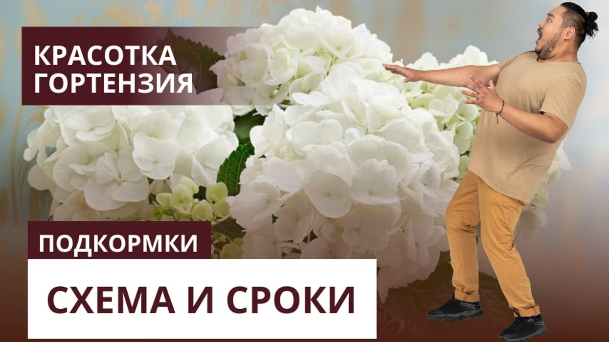 Подкормки гортензии. Схема и сроки