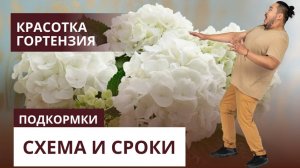 Подкормки гортензии. Схема и сроки