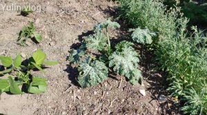 ЗАГОТОВКА ВИШНИ НА ЗИМУ/МОЧЕННАЯ ВИШНЯ