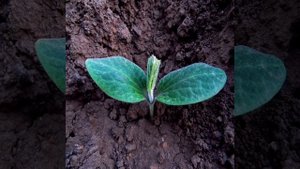 3 способа избавиться от кротов на участке: на любой вкус