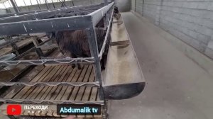 Бизнеси Гусфанд дар Хона 1000та гуспанд бука гов