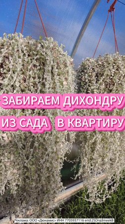 ДИХОНДРА СЕРЕБРИСТАЯ, МОЖНО И В КВАРТИРЕ #дихондра #цветы