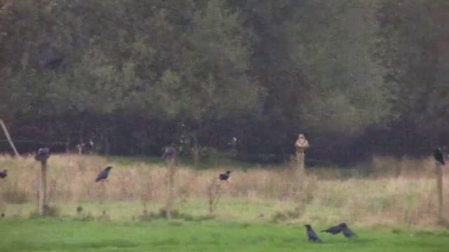 Red Kites & Buzzards etc flying & feeding at Gigrin Farm смотреть онлайн