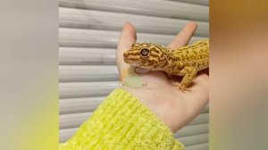 Жёлтые эублефары Ч. 1