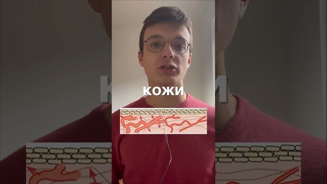 Почему мы краснеем во время занятий спортом? #биологияегэ #анатомия #биология