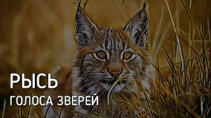 Рысь | Голоса зверей