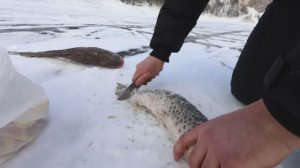 Уха на Красноярском море. Пикник на льду
