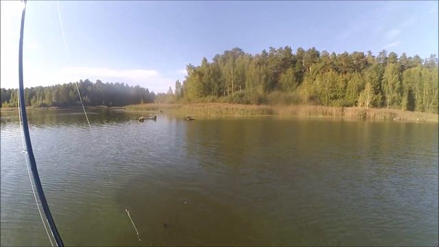 Белоярка 03.09.2016. Окунь за окунем!