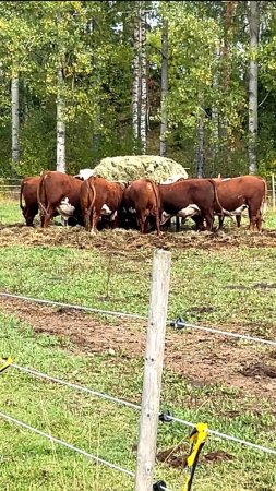 В деревне утром