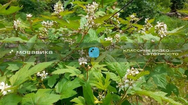 курение