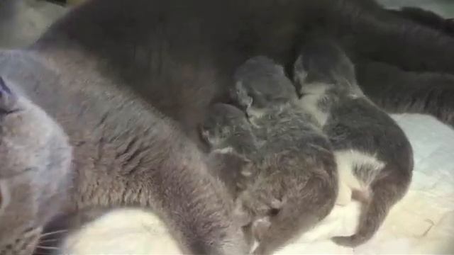 Новорожденные британские котята  (д.р. 14/7/2024)