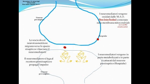 meccanismo d'azione degli inibitori delle MAO.avi смотреть онлайн