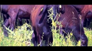 Тагоймурод Хушвахтов - Бахори дилкушо / Tagoymurod Khushvahtov