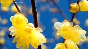 THE BEST. Мелодия ВЕСНЫ. Мощная и красивая музыка.