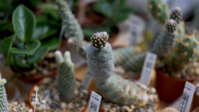 GrugaPark Essen Rare Plants Markt 30.04.2023 смотреть онлайн