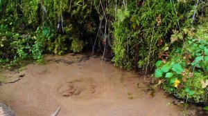 Лесной родник. Живое пение птиц без музыки. Журчание воды. ASMR звуки природы