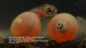 Bad Planet, Сортировочная, Дмитрий Шпиленок. Кто, как и зачем производит социально полезный контент?