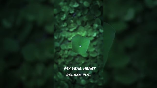 Relaxing nature status|Healing nature forest|Water drop on green leave|4K cinematic nature status| смотреть онлайн