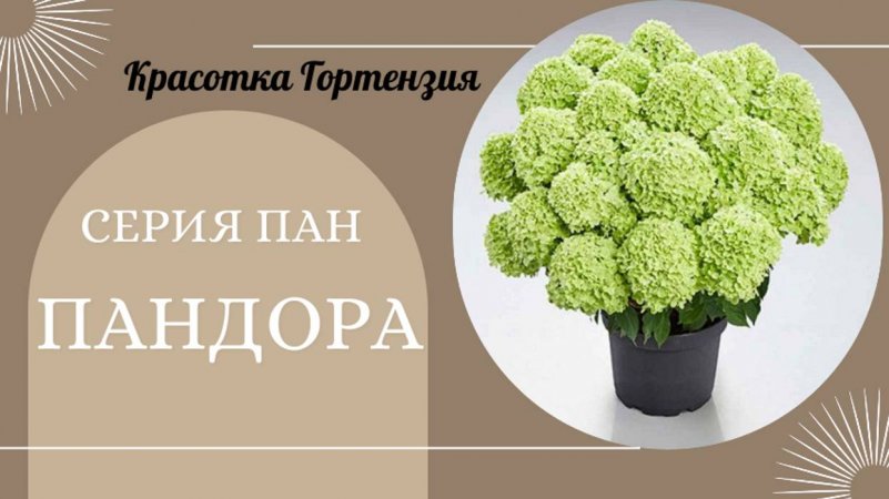 Гортензия метельчатая Пандора. Серия Пан