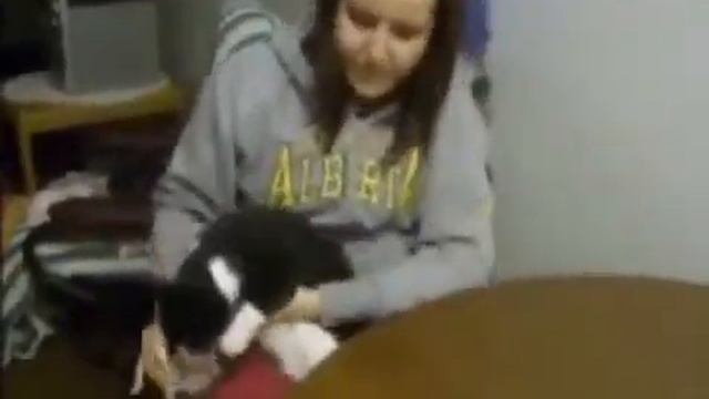 Коты и вода, подборка смотреть онлайн