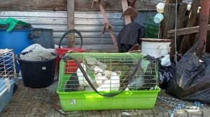 Обработка птицы от кровососущих и перопухоеда. Креолин и перметрин. Олег Костяков