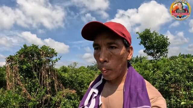 KAILAN AT GAANO KADALAS MAG SPRAY SA CALAMANSI PARA MARAMING BUNGA смотреть онлайн