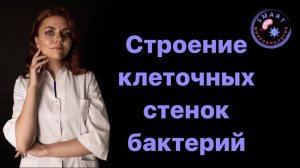 Строение клеточных стенок бактерий.