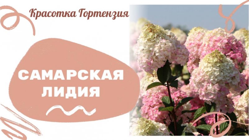 Гортензия метельчатая Самарская Лидия 🌺🌿💞