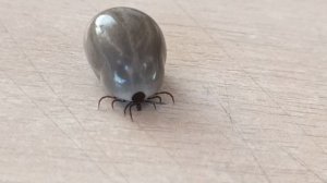 КЛЕЩ НАПИЛСЯ КРОВИ. ОБЪЯСНЯЮ КАК СНЯТЬ КЛЕЩА БЕЗ ИНСТРУМЕНТА