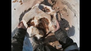 Делаю царскую чашу из берёзового сувеля.