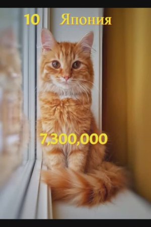 Популяция кошек по странамТОП-20 (2024 год)