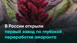 В России открыли первый завод по глубокой переработке амаранта