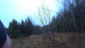 Мокрый чернотроп. Охота 11 ноября 2023г с эстонской гончей Бруно.