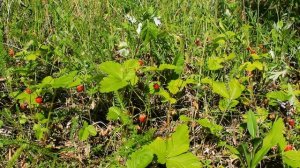 Пение птиц и стрекотание кузнечиков на летней поляне (без музыкального сопровождения)