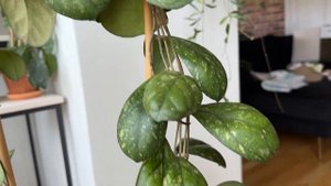Hoya Larissa. Сравнение с EPC 260