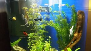 Tetra AquaArt Explorer Line 60l Aquarium